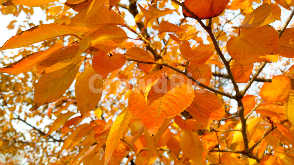가을,나무,낙엽,자연,단풍,산,나뭇잎,가을,계절,fall,autumn,season,식물,자연,plants,nature,leaf,잎,plant,veins,정맥,tree