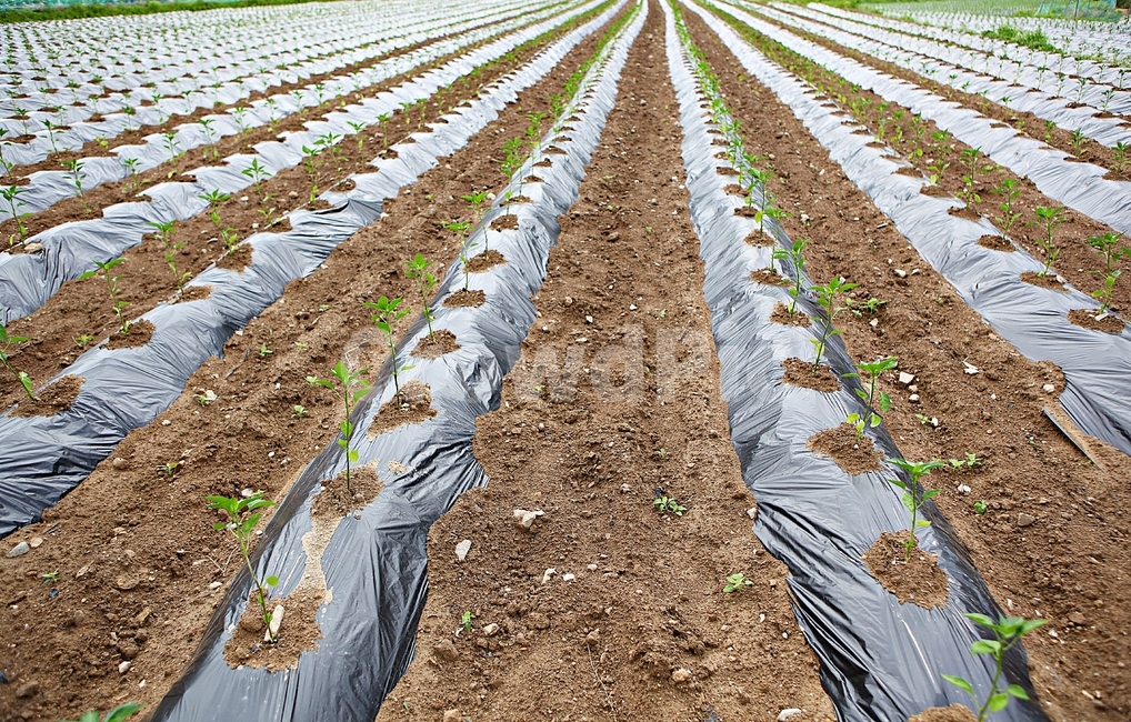 고추모종,고추,농사,밭,자연,배경,풍경,산업,industry,industrial,농업,농사,agriculture,farming,farming industry