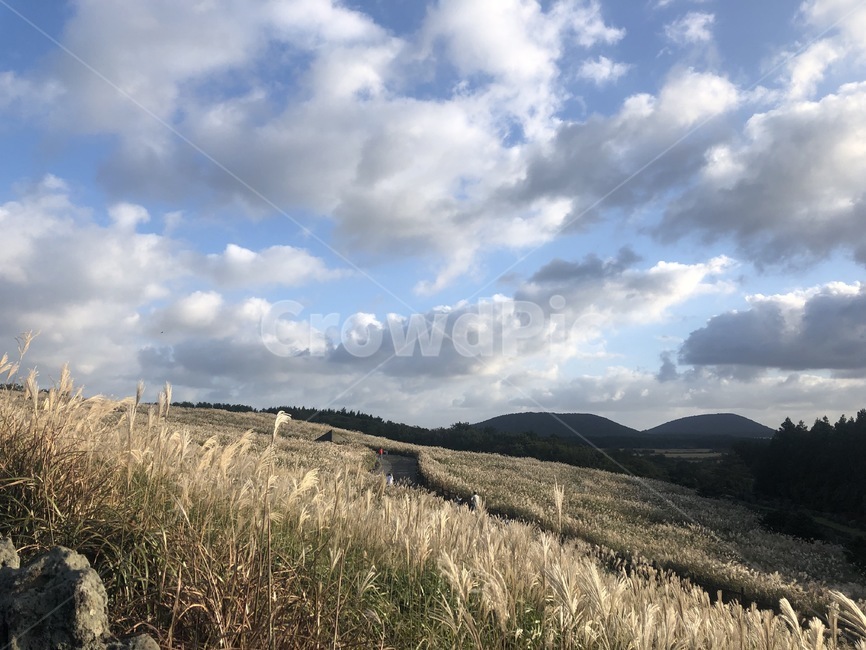 식물,갈대,구름,하늘,제주도