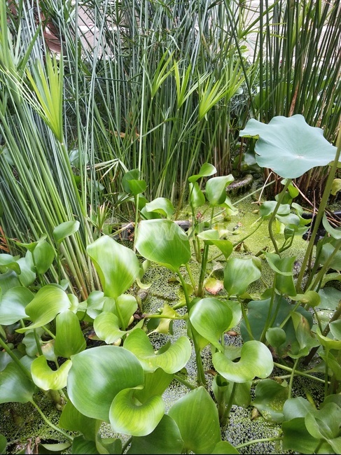 부레욕잠,풀,야외,물,연못,식물,자연,plants,nature