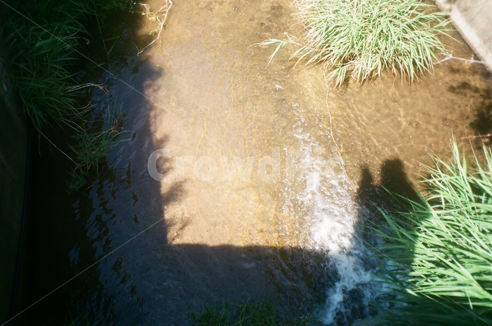 도랑,여름,하천,자연,청정,식물,들꽃,물,자연,풍경,nature,landscape