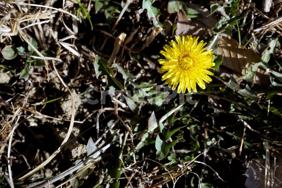 민들레,노랑,봄,꽃,계절,dandelion,spring,flower,bloom,yellow,life,생명,봄소식,식물,자연,plants,nature,꽃,flower