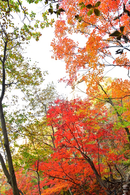 가을,단풍,자연,풍경,북한산,잎,단풍잎,붉은,나무,계절,계곡,숲,힐링,plant,fall,autumn,season,forestnature,landscape,한국자연풍경,한국자연경관,korea,tree,maple,leaf,가을,계절,fall,autumn,season,자연,풍경,nature,landscape,식물,plants,나무,trees,wood