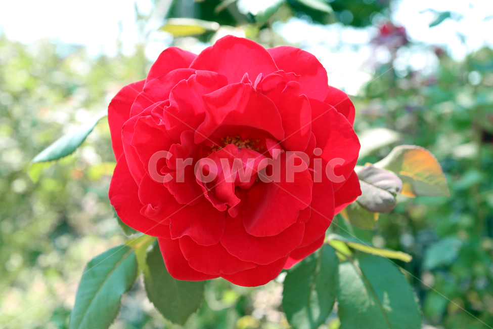 장미,붉은장미,rose,자연,꽃,플라워,식물,flower,식물,자연,plants,nature,꽃,flower