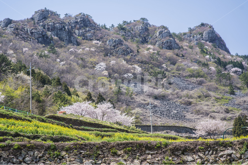 봄,풍경,벚꽃,유채꽃,봄풍경,봄,계절,spring,season,자연,풍경,nature,landscape,한국자연풍경,한국자연경관,korea nature landscape,plant,식물