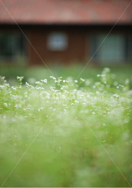 메밀꽃,메밀밭,전원,자연,식물,plant