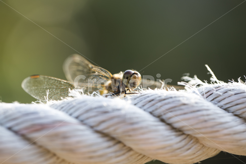 잠자리,곤충,절지동물,날개,밧줄,줄,가을,자연,접사,동물,animal,곤충,벌레,insect,bug