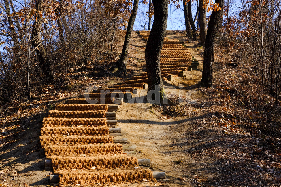 trail,park trail,road,tree,park