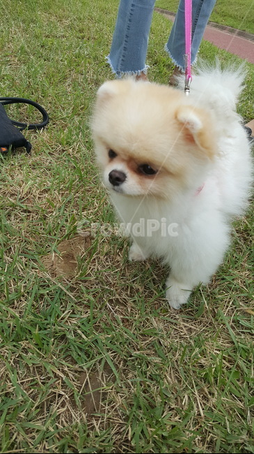 강아지,포메,귀여운,산책,댕댕이,동물,animal,포유류,mammal,개,강아지,dog,doggy