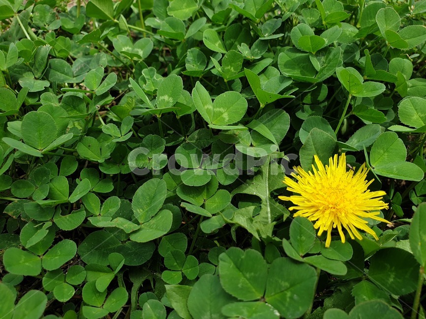 민들레,꽃,식물,들판,세잎크로버,네잎크로버,plant