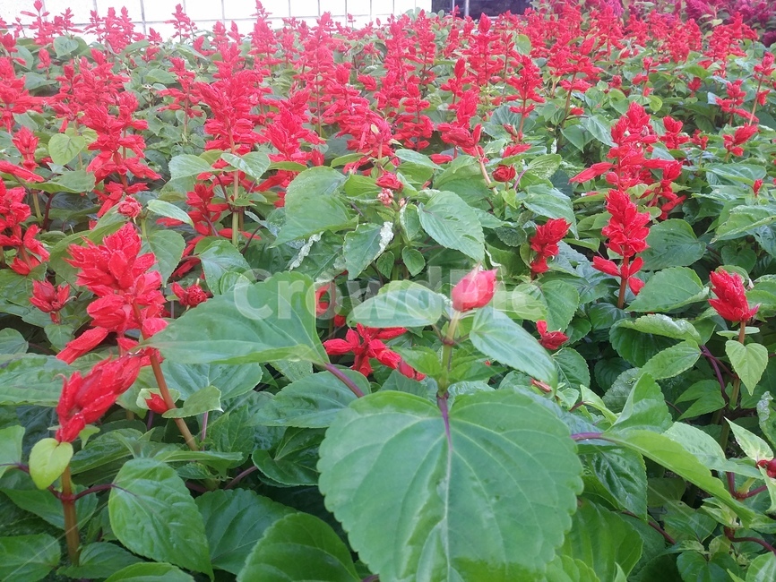 plant,식물,flower,꽃,자연,식물,자연,plants,nature,꽃,flower