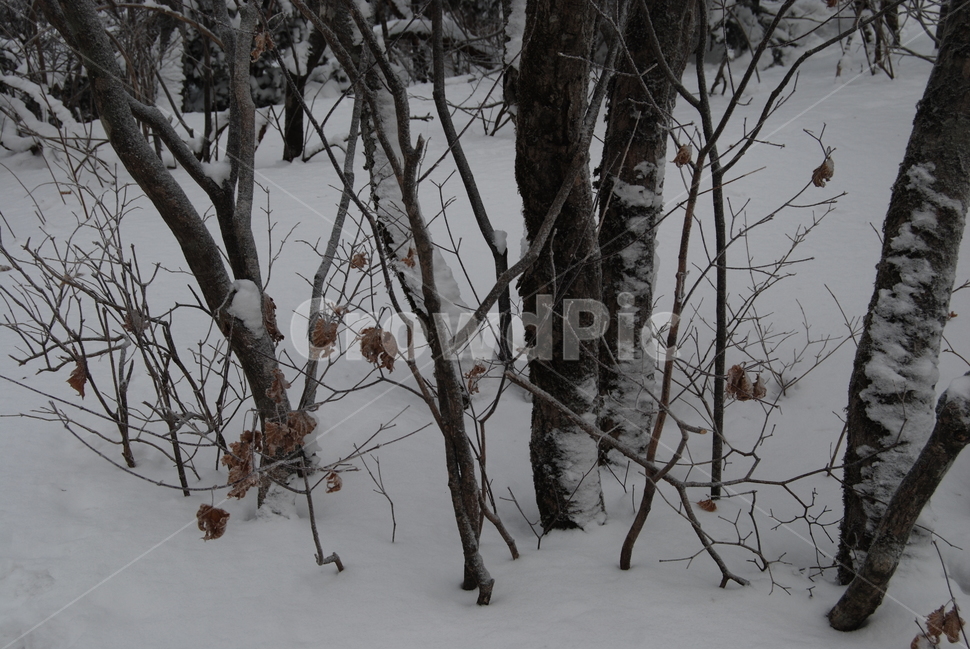 나무,tree,설경,snow,겨울,winter,가을,계절,fall,autumn,season,식물,자연,plants,nature,나무,trees,wood,outdoors,옥외