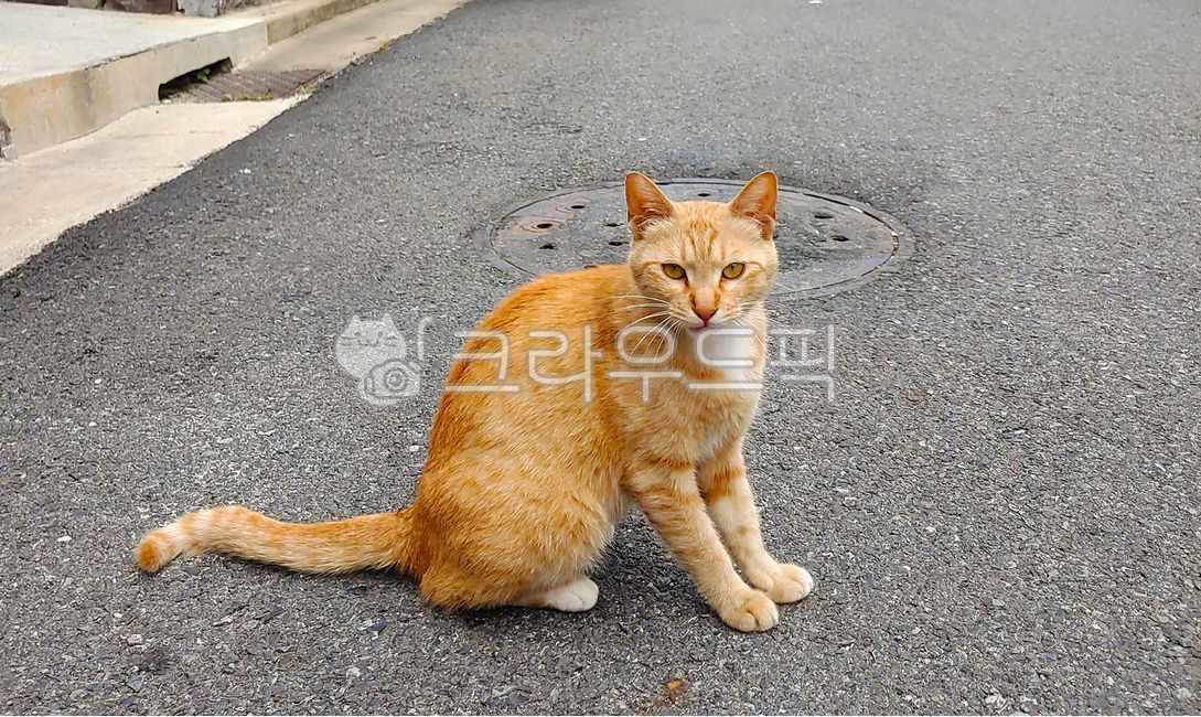 pets,front view,tabby cat,striped cat,kitten,road,golden,companion cat,nap,emotional photo,pet,back view,roadside,paw,blank space,brown,upright,seat,whiskers,meow,background,peace,cuteness,cat fur,animal,peacefulness,tabby,manhole cover,pattern,cute,eyes,