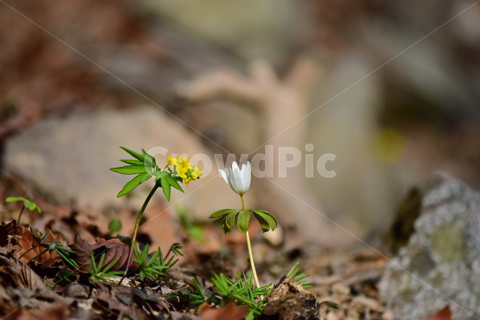 한계령풀,야생화,봄,꽃,풀꽃,자연,식물,식생,plants,nature,spring,season,flower,꿩의바람꽃