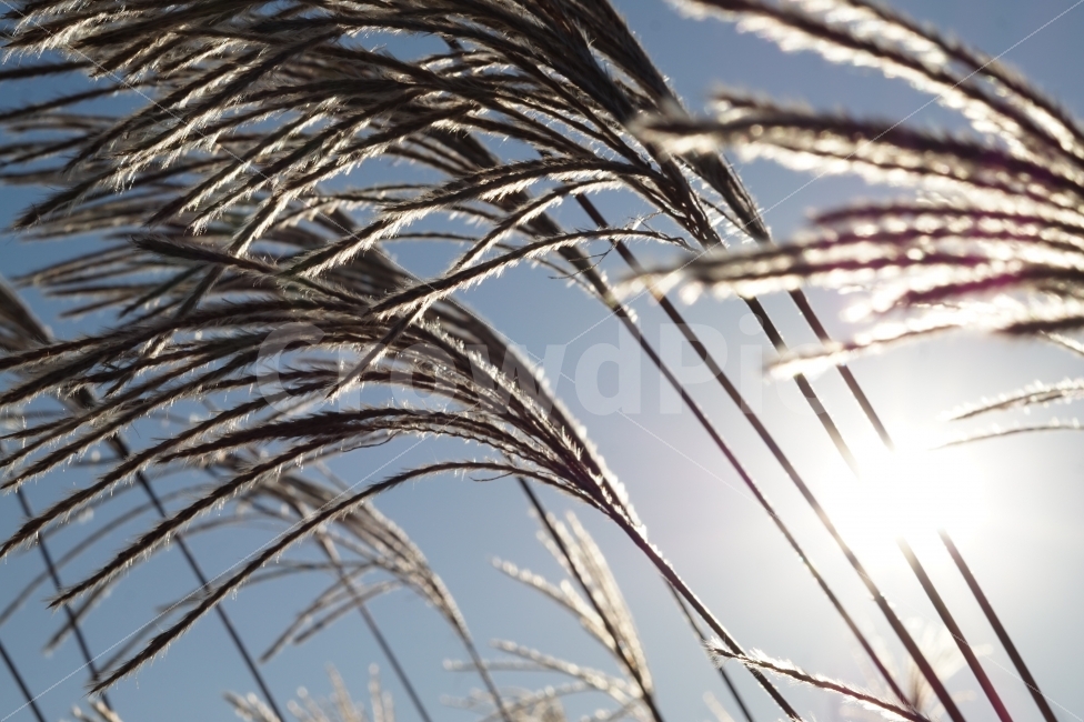 가을,억새,하늘,파란,푸른,하늘공원,공원,햇살,빛,감성,스냅,자연,fall,silvergrass,park,sky,sunshine,snap,nature,가을,계절,fall,autumn,season,식물,자연,plants,nature,감성,sensible,feeling,grass,잔디,plant,lawn