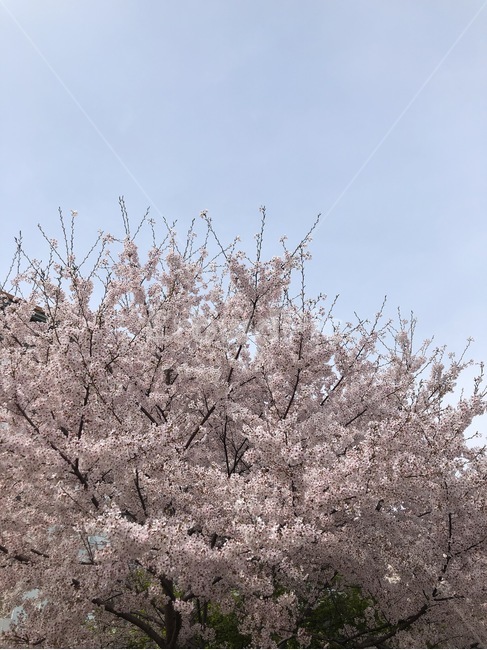 꽃,벚꽃,분홍색,flower,blossom,식물,자연,plants,nature,꽃,flower