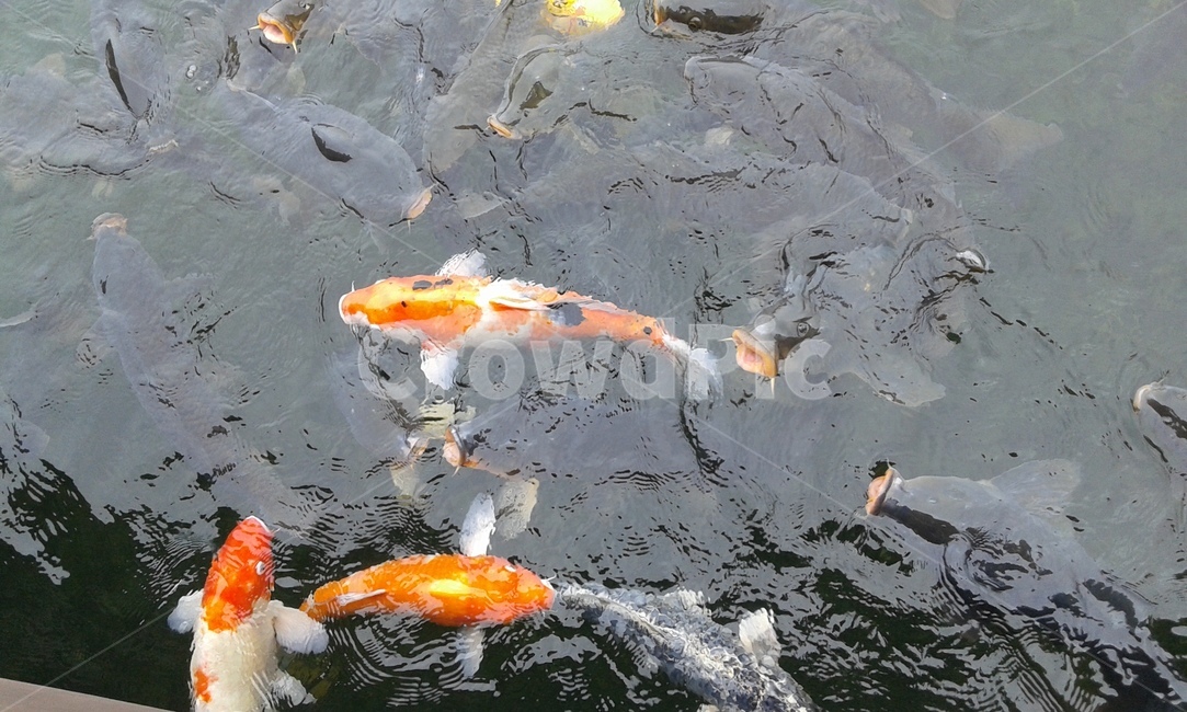 animal,물고기,fish,강가,호수,어류,물고기,fish