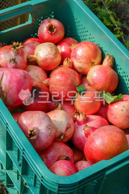 pomegranate,fruit,red,ripe,ripened,food,food ingredient,autumn,harvest,basket,contained,many,gathered,fresh,red,ripening,fresh,food