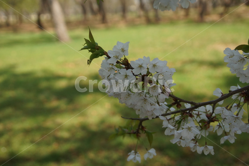 blossom,flower,꽃,벚꽃,cherryblossom,나무,꽃나무,식물,자연,plants,nature,꽃,flower