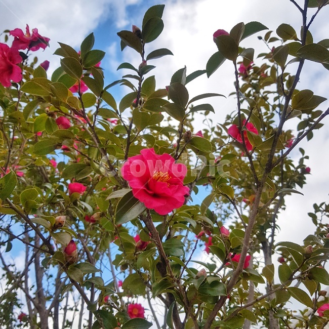 동백,꽃,식물,빨강,flower