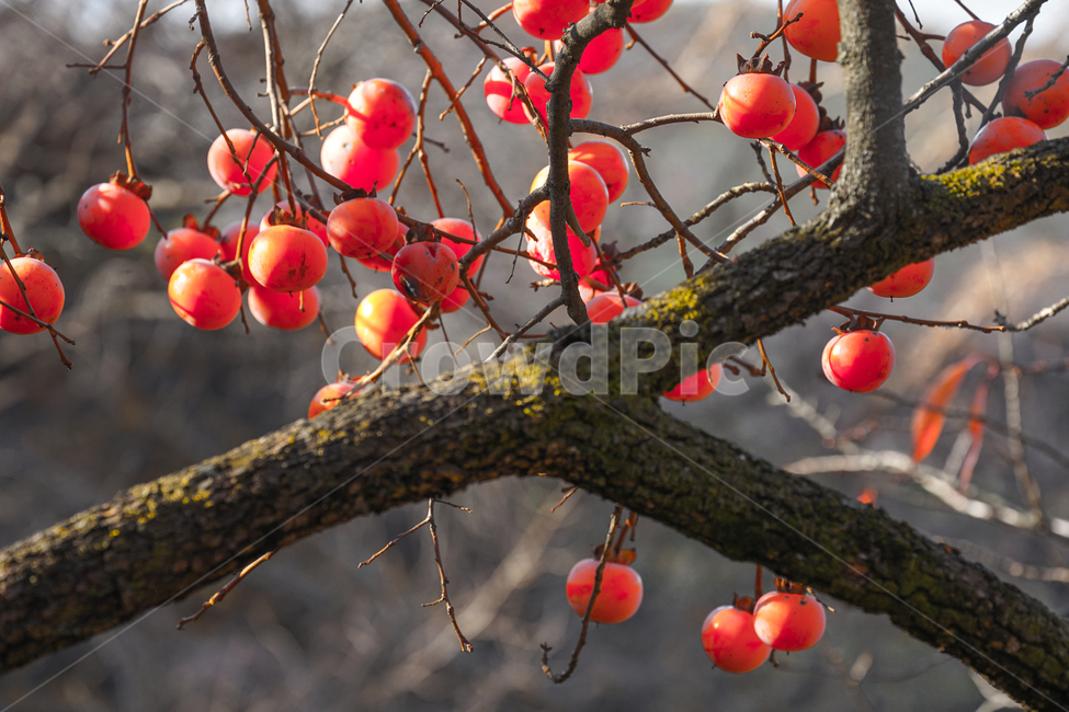 가을,감,나무,과일,열매,식용,자연,홍시,계절,식물,자연,plants,nature,과일,열매,fruit