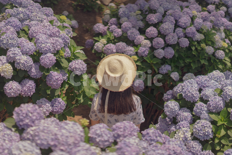 수국,꽃,보라색,연보라,hydrangea,여성,여자,밀짚모자,파나마햇,여름꽃,식물,자연,plants,nature,꽃,flower,사람,인물,인간,human,person,여성,여자,woman,female,lady