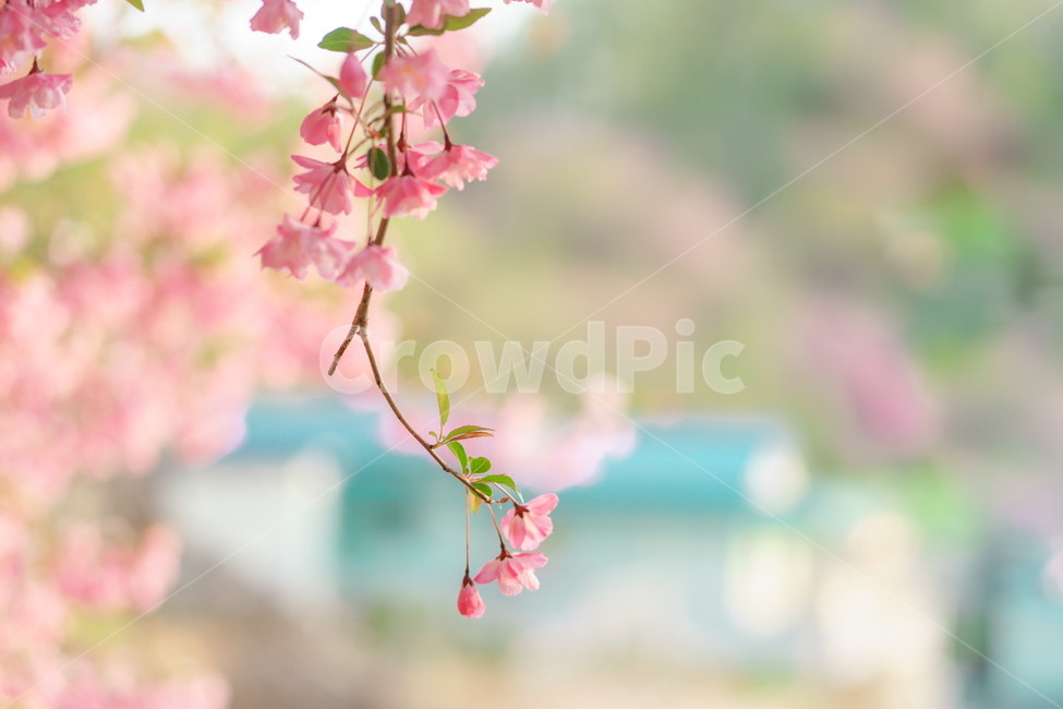 서부해당화,봄,봄꽃,분홍,핑크,계절,spring,season,식물,자연,nature,flower,해당화,수사해당화,pink,꽃아그배나무,색감,분위기,감성,핑크감성,화사함