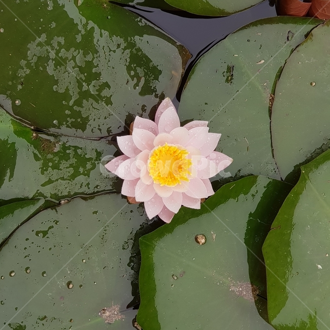 연꽃,연잎,꽃,연못,분홍색