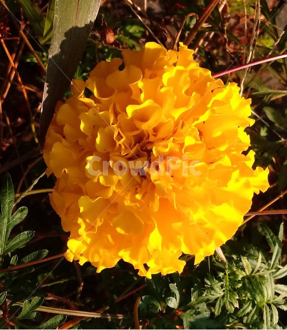 꽃,식물,plant,flower,blossom,백일홍,노란색꽃,꽃잎,식물,자연,plants,nature,꽃,flower
