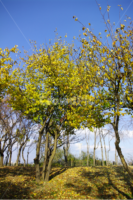 autumn,가을,나무,단풍,식물,가을,계절,fall,autumn,season,자연,풍경,nature,landscape,tree,plant,tree trunk,나무 줄기