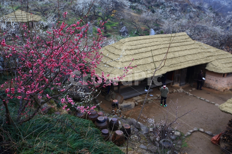 홍매화,초가집,시골,자연,풍경,봄,계절,spring,season,시골,마을,풍경,landscape,country,rural,town,한국전통,한국문화,korean traditional,korean culture,nature,outdoors,옥외
