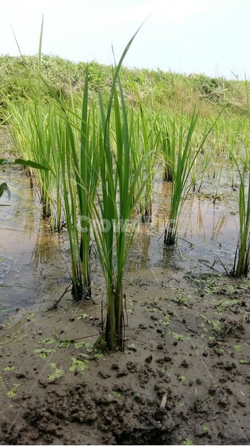 논,모내기,들판,벼,논풍경,산업,industry,industrial,농업,농사,agriculture,farming,farming industry