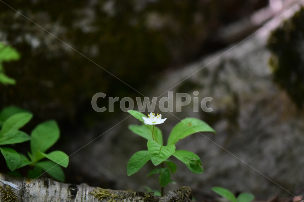 참기생꽃,야생화,식물,자연,꽃,플라워,생태,힐링,wildflower,flower,plants,nature,season,감성,느낌,emotion,feeling,앵초목,앵초과,여러해살이풀,희귀식물,기생꽃속