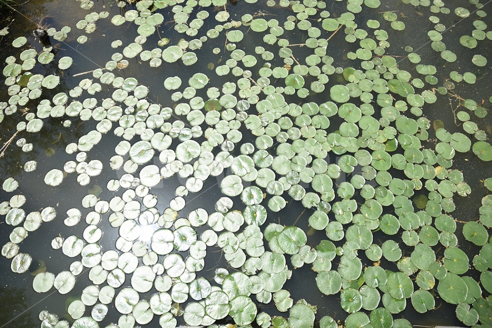 자연,연꽃,호수,강,초록색,초록,봄,여름,냇가,햇빛,빛,자연,풍경,nature,landscape