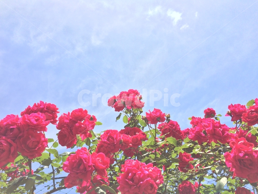 장미꽃,장미,꽃,하늘,봄,식물,자연,plants,nature,꽃,flower