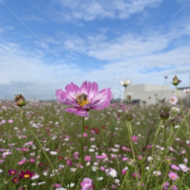 코스모스,벌꿀,가을,들꽃,가을하늘,꿀벌,식물,flower,blossom,꽃,plant,petal,꽃잎,식물,자연,plants,nature,꽃,flower,곤충,벌레,insect,bug