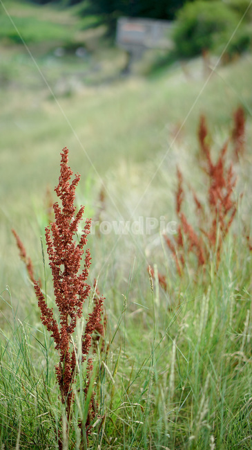 들풀,갈대,초록,자연,들판,wildplant,green,nature,commonread,field,식물,자연,plants,nature
