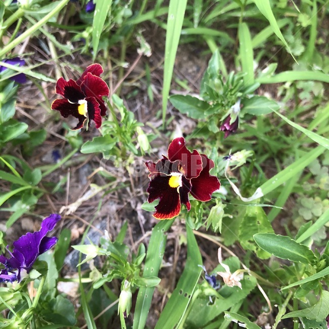 꽃,식물,자연,보라,노랑,초록,flower,plants,nature,purple,yellow,green,hana,shokubutsu,murasaki,kiiro,midori,빨강,red,aka,식물,자연,plants,nature,꽃,flower
