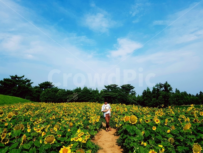 나,해바라기,하늘,밭,구름,숲,인사,길,해,바라기,소나무,삼나무,감성사진,여행,자연,대일리,대일리룩,옷,언덕,맑음,날씨,좋음,낮,아침,중심,자연,풍경,nature,landscape,여름,계절,summer,season,사람,인물,인간,human,person,남성,남자,man,male,outdoors,옥외