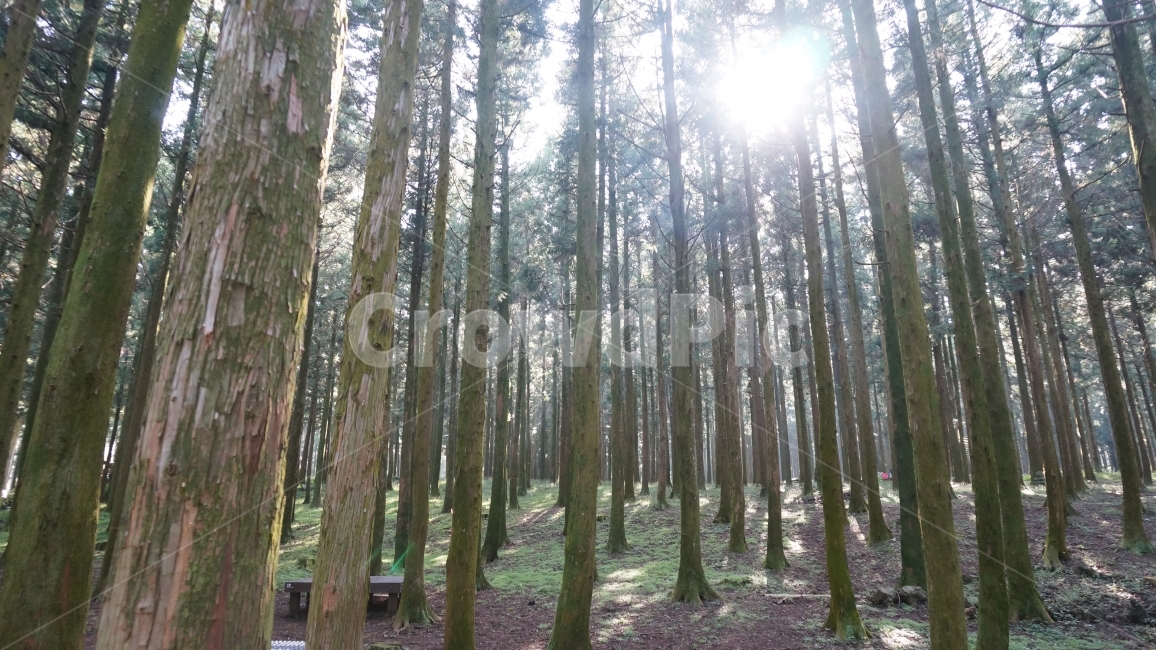 수목원,바다,자연,새,숲,자연,풍경,nature,landscape,식물,plants,나무,trees,wood,tree,plant,outdoors,옥외,vegetation,초목,forest,woodland,삼림지,land,땅