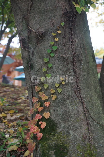 특이한나뭇잎,나뭇잎,자연,나무,하트나뭇잎,식물,자연,plants,nature