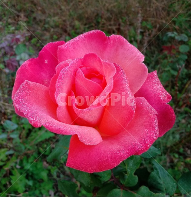 장미,꽃,식물,plant,flower,rose,식물,자연,plants,nature,꽃,flower