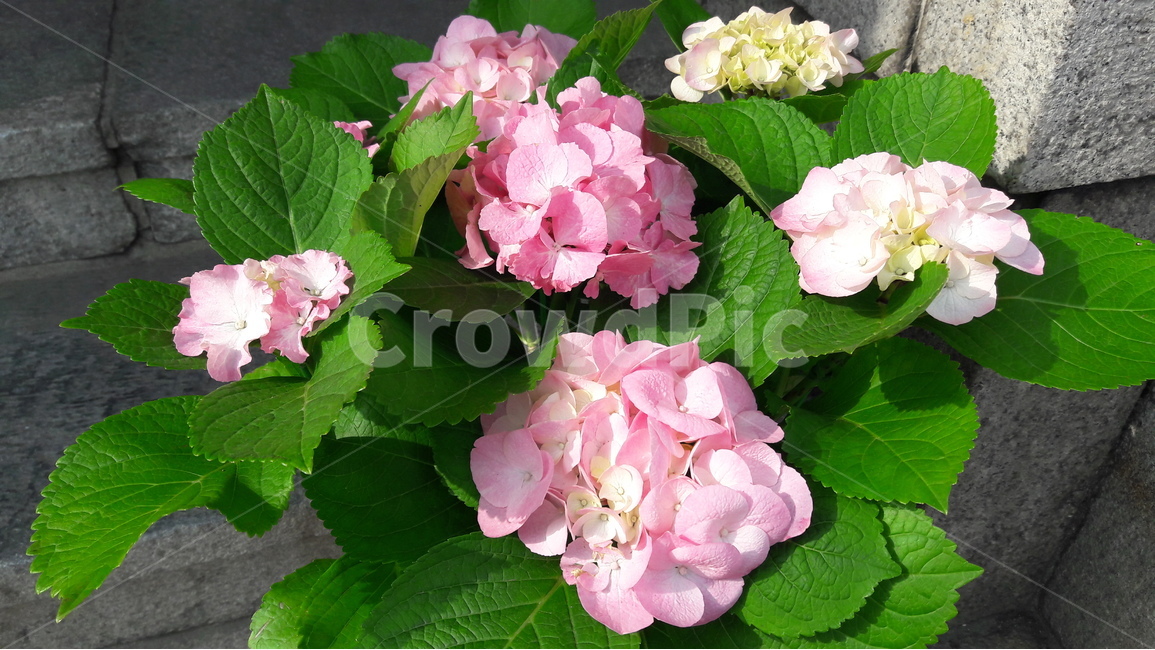 봄,꽃,푸르른,분홍,아름다움,봄,계절,spring,season,식물,자연,plants,nature,꽃,flower,blossom,geranium,제라늄,plant