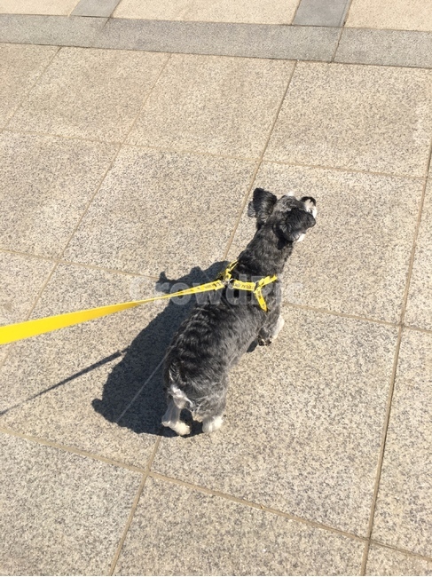 슈나우져,슈나,강아지,산책,개,동물,animal,포유류,mammal,개,강아지,dog,doggy