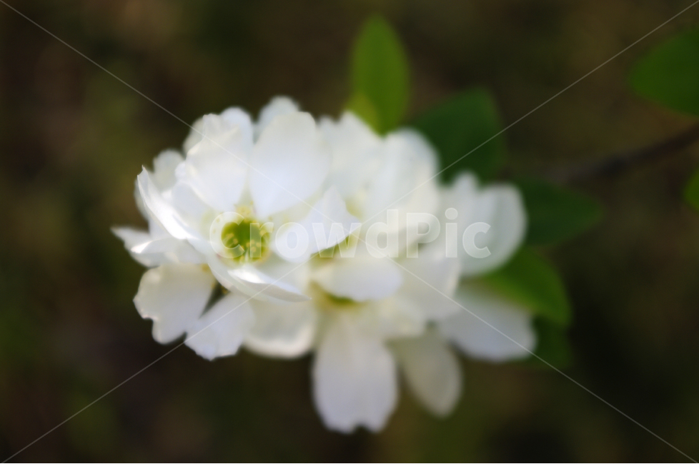 가침박달,식물,flower,plants,nature,꽃,꽃봉오리,식물,자연,plants,nature,꽃,flower
