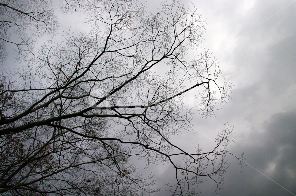하늘,나뭇가지,식물,plant,자연,nature,구름,자연,풍경,nature,landscape,tree,나무