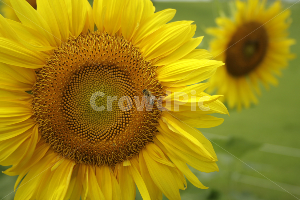해바라기,식물,flower,plants,nature,꽃,꽃봉오리,꽃밭,여름,공원,길,식물,자연,plants,nature,꽃,flower,동물,animal,곤충,벌레,insect,bug
