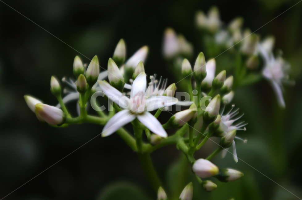 꽃,식물,flower,plant,color,식물,자연,plants,nature,꽃,flower