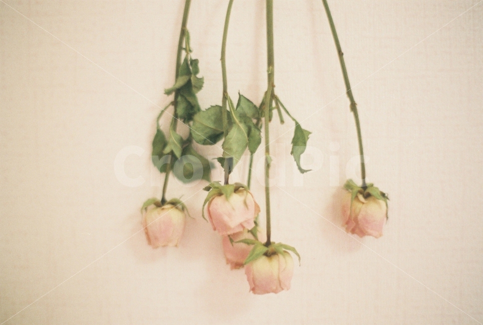 장미,꽃,드라이플라워,말린장미,식물,식물,자연,plants,nature,꽃,flower,감성,sensible,feeling,인테리어,실내디자인,interior design