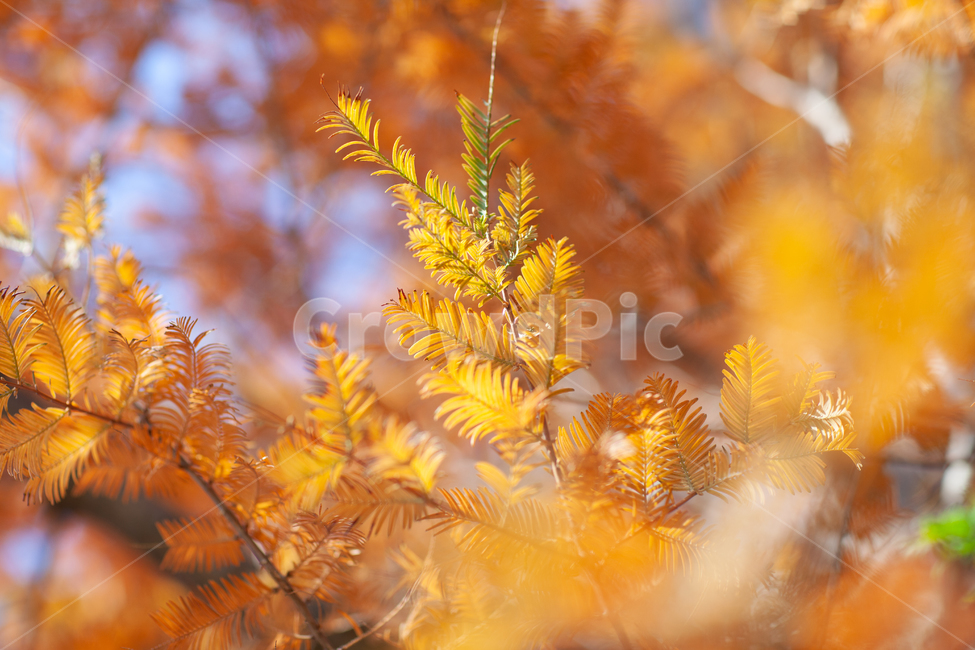 metasequoia,메타세콰이어,나무,tree,가을,가을,계절,fall,autumn,season